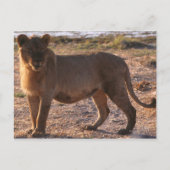 Tau, Lion, Foto Briefkaart (Voorkant)