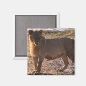 Tau, Lion, Foto Magneet (Voorkant / Achterkant)