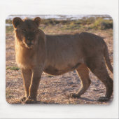 Tau, Lion, Foto Muismat (Voorkant)