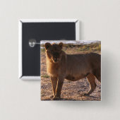 Tau, Lion, Foto Vierkante Button 5,1 Cm (Voorkant /achterkant)