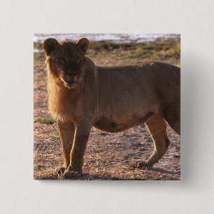 Tau, Lion, Foto Vierkante Button 5,1 Cm