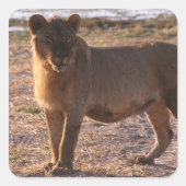 Tau, Lion, Foto Vierkante Sticker (Voorkant)