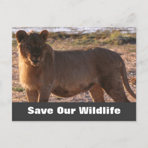 Tau Red ons wildlife Briefkaart