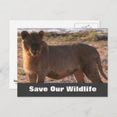 Tau Red ons wildlife Briefkaart (Voorkant / Achterkant)