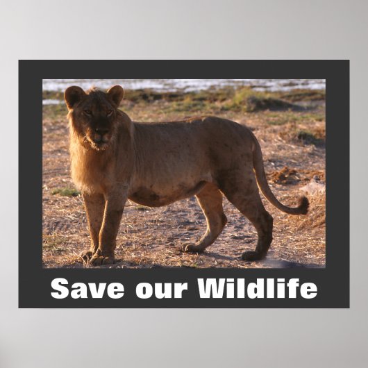 Tau Save Our Wildlife Poster (Voorkant)
