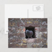 Taube-duif Briefkaart (Voorkant / Achterkant)