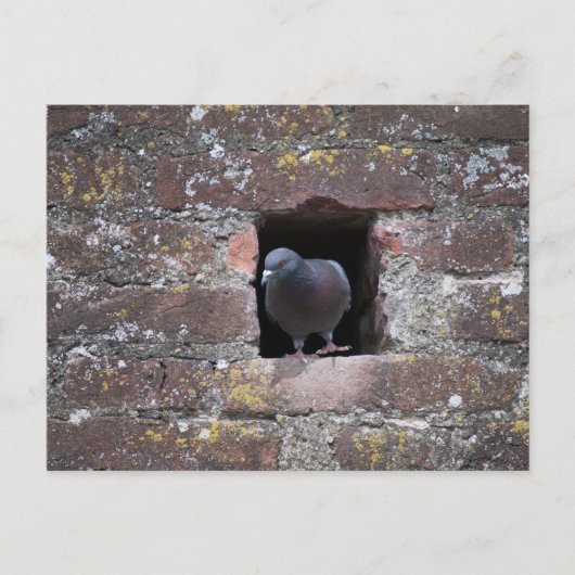Taube-duif Briefkaart (Voorkant)