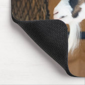 Tauernschecken-Ziege Muismat (Hoek)