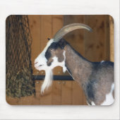 Tauernschecken-Ziege Muismat (Voorkant)