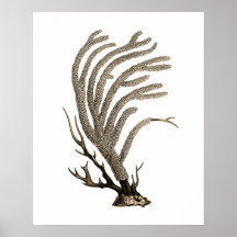 Taupe Zee Coral no.2 Beach Wall Art