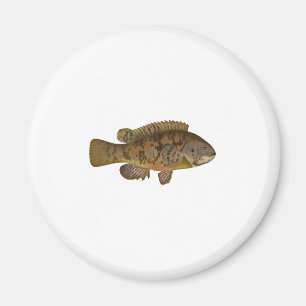 Tautog Illustratie Magneet