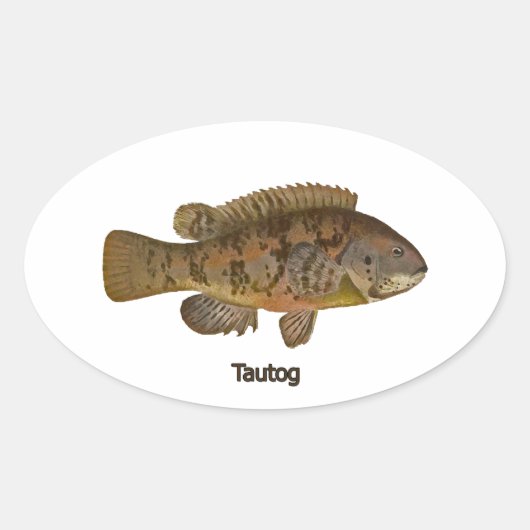 Tautog (zwarte vis) ovale sticker (Voorkant)