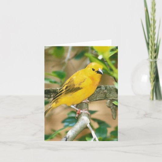 Taveta Golden Weaver Photo Folded Note Kaart (Voorkant)