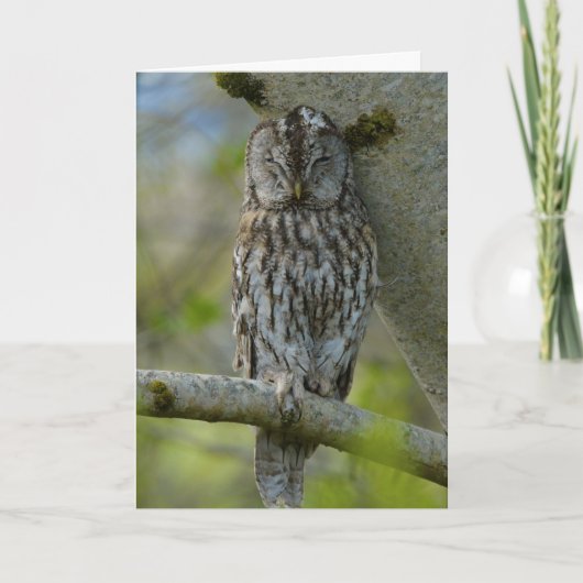 Tawny adult kaart (Voorkant)