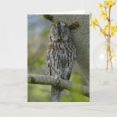 Tawny adult kaart (Gele Bloem)