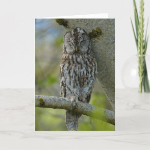 Tawny adult kaart
