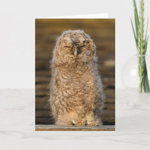 Tawny Chick in Schotland Kaart