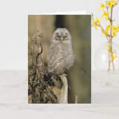 Tawny chick kaart (Gele Bloem)