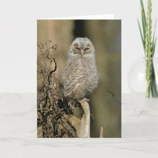 Tawny chick kaart