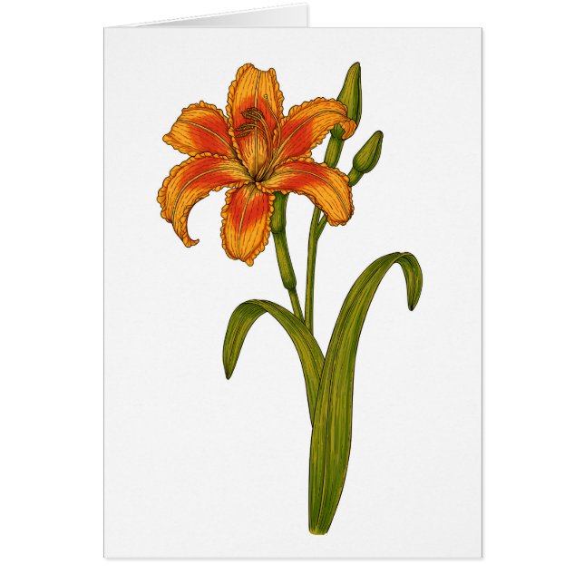 Tawny daylily (Voorkant)
