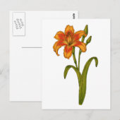 Tawny daylily briefkaart (Voorkant / Achterkant)