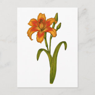 Tawny daylily briefkaart
