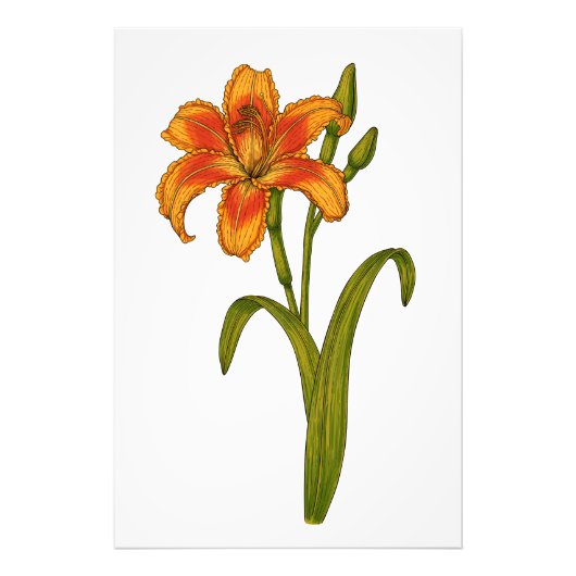 Tawny daylily foto afdruk (Voorkant)