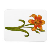 Tawny daylily magneet (Horizontaal)