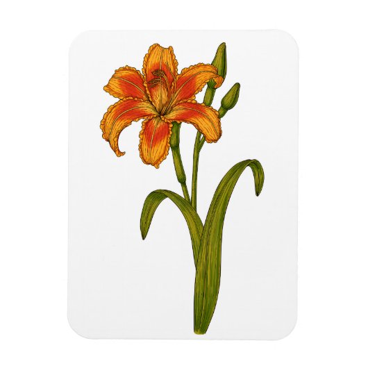 Tawny daylily magneet (Verticaal)