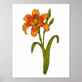 Tawny daylily poster (Voorkant)