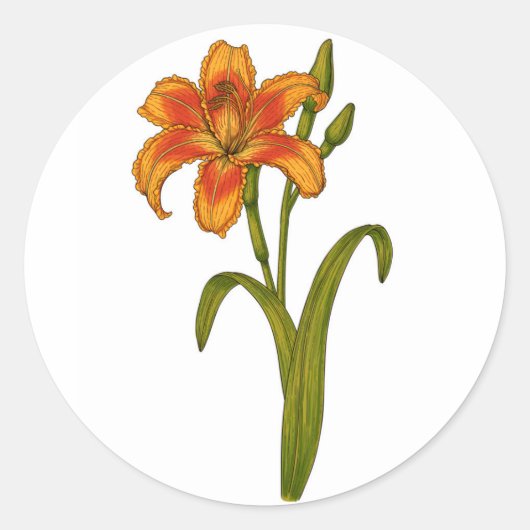 Tawny daylily ronde sticker (Voorkant)