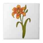 Tawny daylily tegeltje<br><div class="desc">Met de hand getekende botanische illustratie van een smerig daglicht</div>