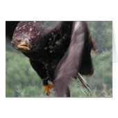 Tawny Eagle (Voorkant Horizontaal)