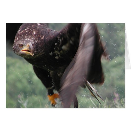 Tawny Eagle (Voorkant Horizontaal)