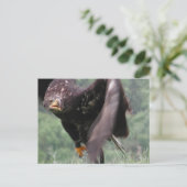 Tawny Eagle Briefkaart (Staand voorkant)