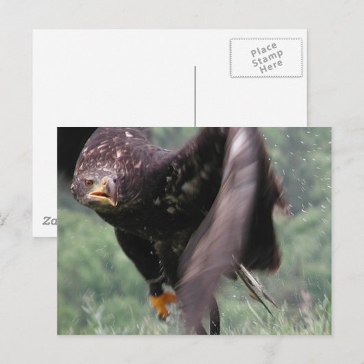 Tawny Eagle Briefkaart (Voorkant / Achterkant)