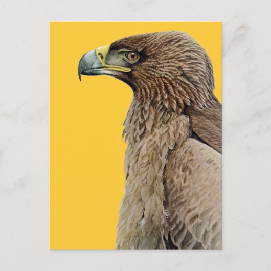 Tawny Eagle Briefkaart (Voorkant)