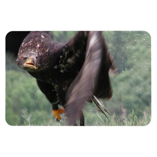 Tawny Eagle Magneet (Horizontaal)