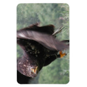 Tawny Eagle Magneet (Verticaal)