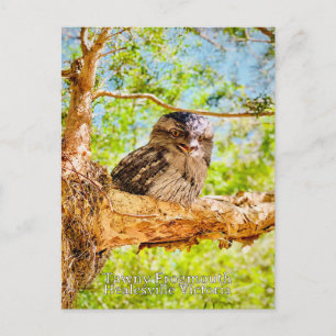 Tawny Frog Mouth Briefkaart