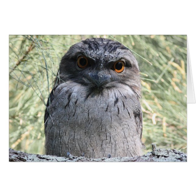 Tawny Frogmouth (Voorkant Horizontaal)