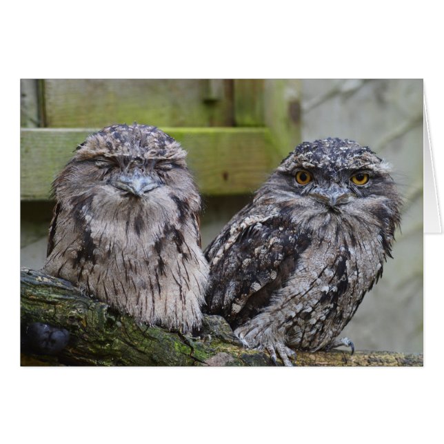 Tawny Frogmouth Birds (Voorkant Horizontaal)