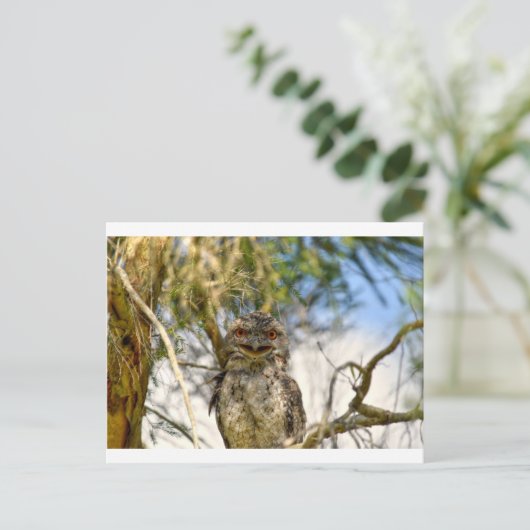 TAWNY FROGMOUTH PLRAL QUEENSLAND AUSTRALIË BRIEFKAART (Staand voorkant)