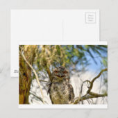 TAWNY FROGMOUTH PLRAL QUEENSLAND AUSTRALIË BRIEFKAART (Voorkant / Achterkant)