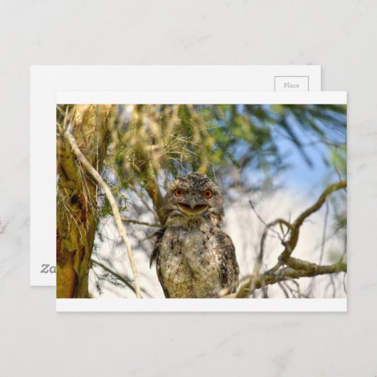 TAWNY FROGMOUTH PLRAL QUEENSLAND AUSTRALIË BRIEFKAART (Voorkant / Achterkant)
