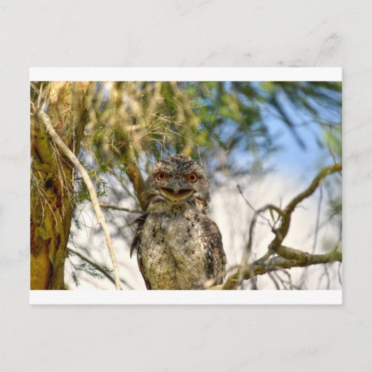 TAWNY FROGMOUTH PLRAL QUEENSLAND AUSTRALIË BRIEFKAART (Voorkant)