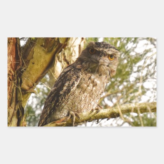 TAWNY FROGMOUTH QUEENSLAND AUSTRALIË RECHTHOEKIGE STICKER (Voorkant)