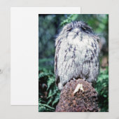 Tawny Frogmouth, Tasmania - Australië Kaart (Voorkant / Achterkant)