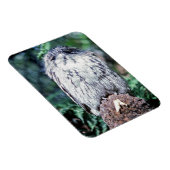 Tawny Frogmouth, Tasmania - Australië Magneet (Rechterzijde)