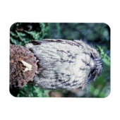 Tawny Frogmouth, Tasmania - Australië Magneet (Horizontaal)